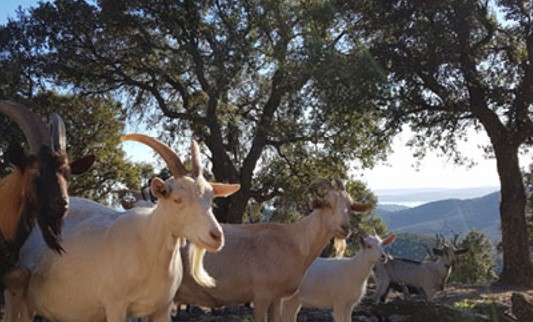 Chèvres de la ferme biologique La Planète en pâturage à Sainte-Maxime